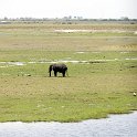 BWA NW Chobe 2016DEC04 NP 027 : 2016, 2016 - African Adventures, Africa, Botswana, Chobe National Park, Date, December, Month, Northwest, Places, Southern, Trips, Year